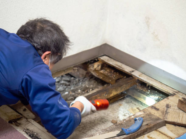 Best Office Mold Removal Services  in Greer, SC