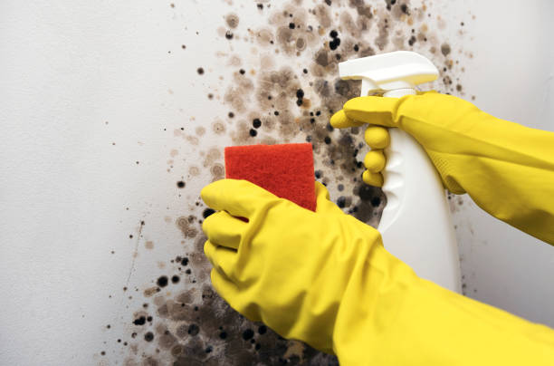 Best Home Mold Removal  in Greer, SC