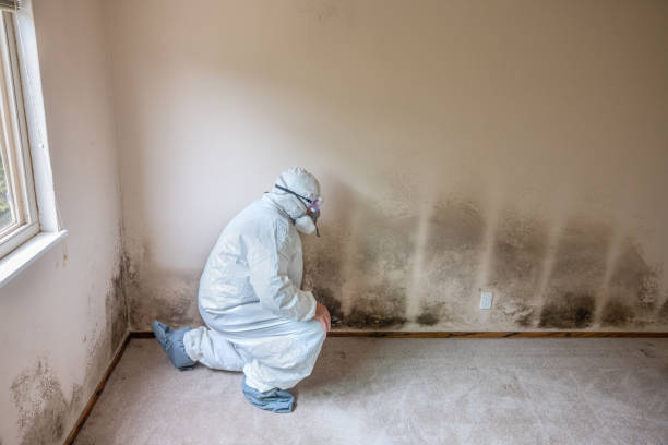 Greer, SC Mold Removal Company