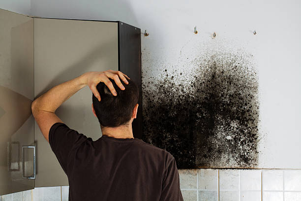 Best Toxic Mold Removal  in Greer, SC