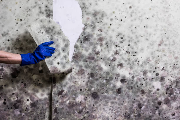 Home Mold Removal in Greer, SC