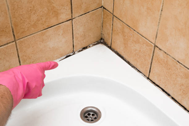 Best Mold Removal and Inspection  in Greer, SC
